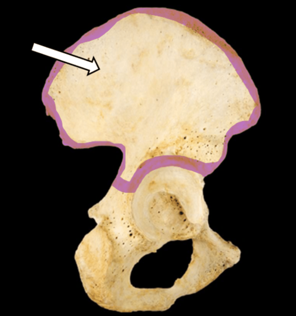 <p>name the bone</p>