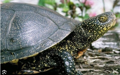 <p><span><span>Tieflagen Mittelland &amp; Tessin</span></span></p>