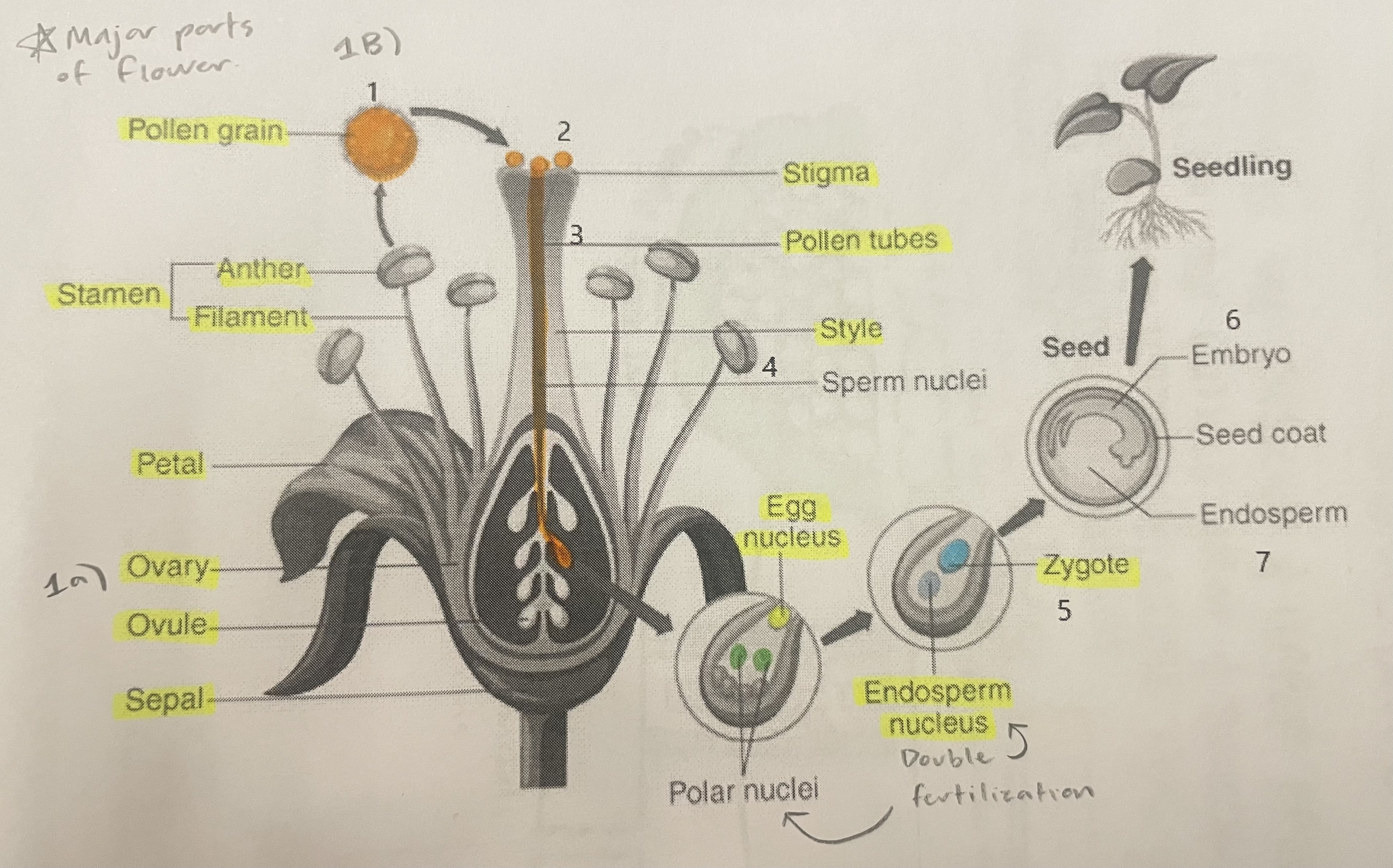 <p>Filament</p>