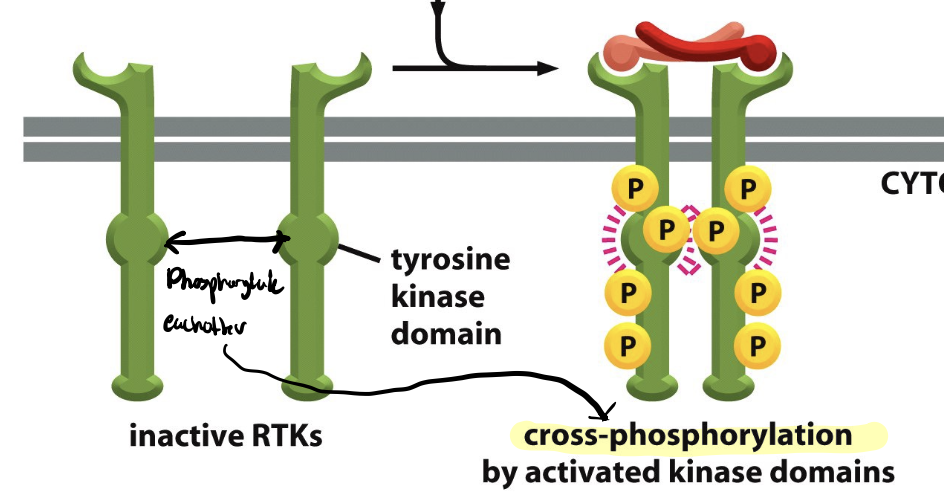 <p>process where one protein kinase phosphorylates another protein kinase, eachother</p><ul><li><p>two tyrosine domains </p></li><li><p>normal rtk activation</p></li></ul><p></p>