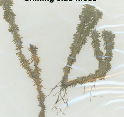 <p>Identify</p>