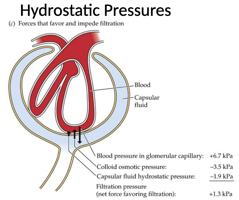 <ul><li><p>The primary force favouring filtration is the hydrostatic blood pressure within the glomerular capillaries which push fluid into the capsule</p></li><li><p>Opposing this movement are two forces: colloid osmotic pressure of blood (generated by plasma proteins that remain in capillaries), and hydrostatic pressure of the capsular fluid within Bowman’s capsule</p></li><li><p>The osmotic (oncotic) pressure of the blood is slightly higher than that of the filtrate, which pulls water back towards the capillaries</p></li></ul><p></p>
