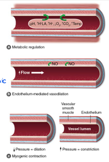 <p>Muscle activity, pH go up</p><ol><li><p>Muscle metabolites + Temp</p></li><li><p>Dilator substances produced by endothelium e.g. NO (open BV’s)</p></li><li><p>Pressure changes within vessels - myogenic</p></li><li><p>Symp Acticvity - reduce blood flow to low activity tissues (adrenalin receptors)&nbsp;</p></li></ol><p></p>