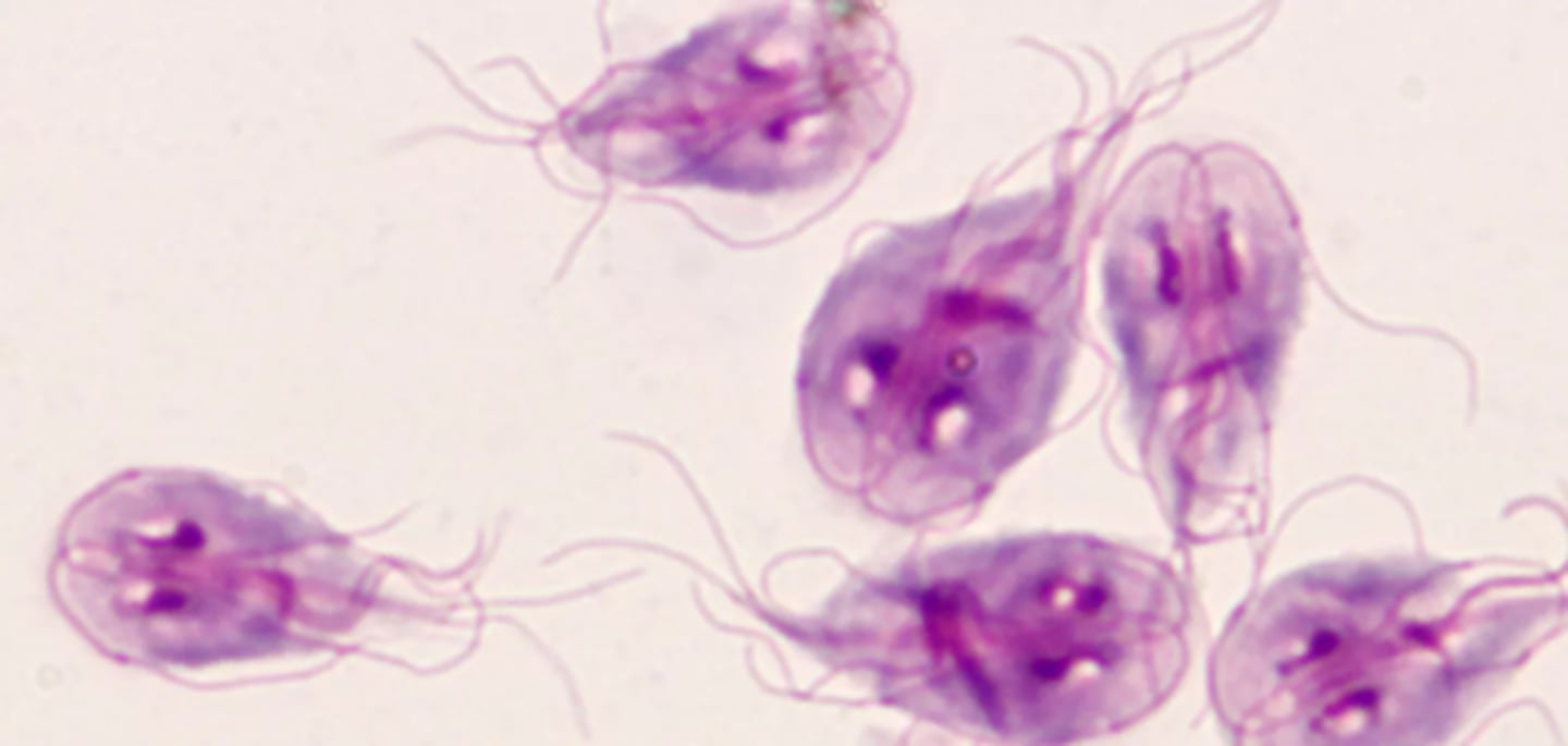 <p>What parasite is this if it is from a cat</p>
