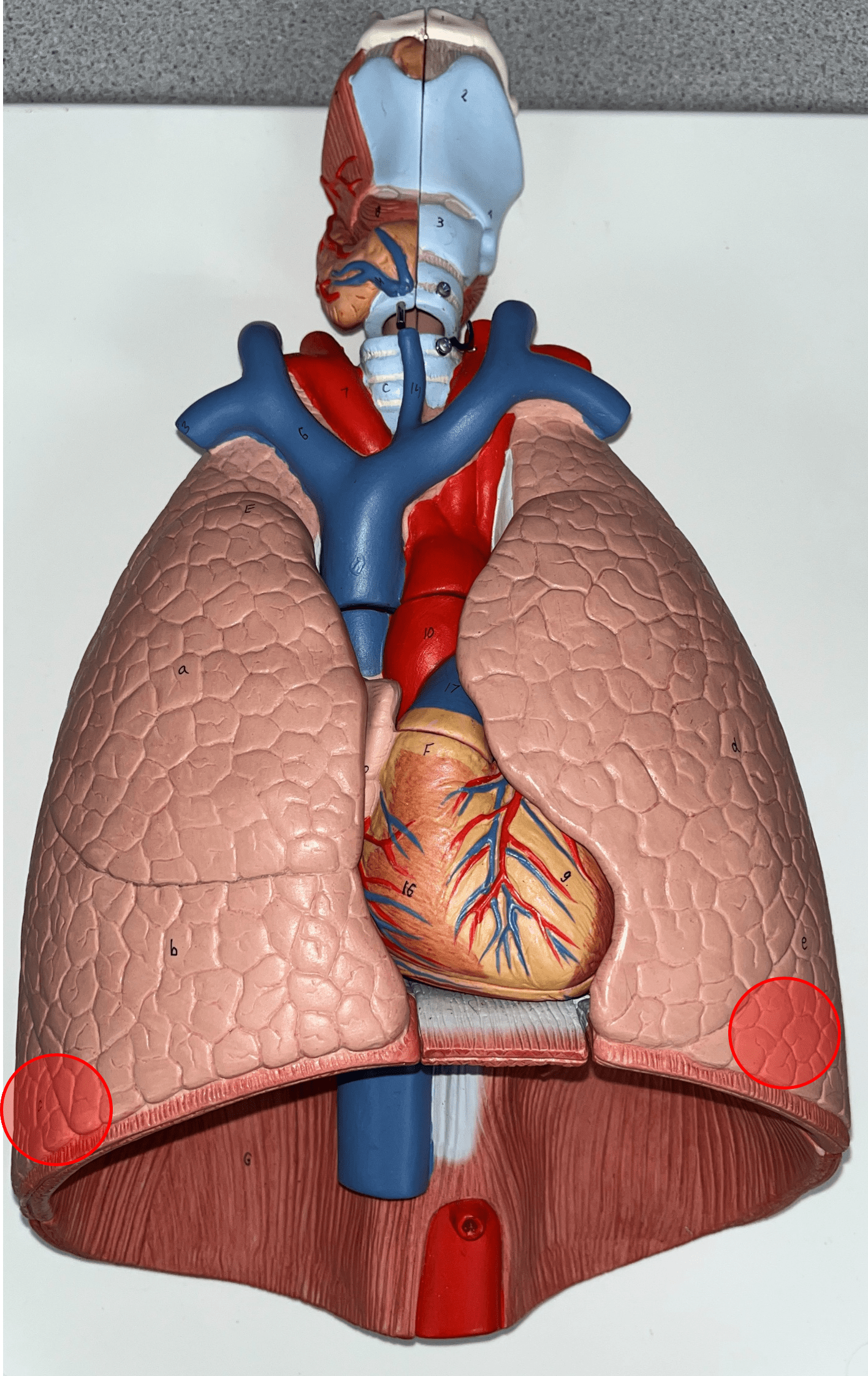 The bottommost lobe of the R. and L. lungs.