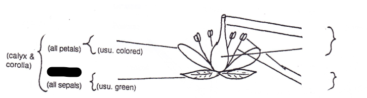 <p>Part of flower?</p>