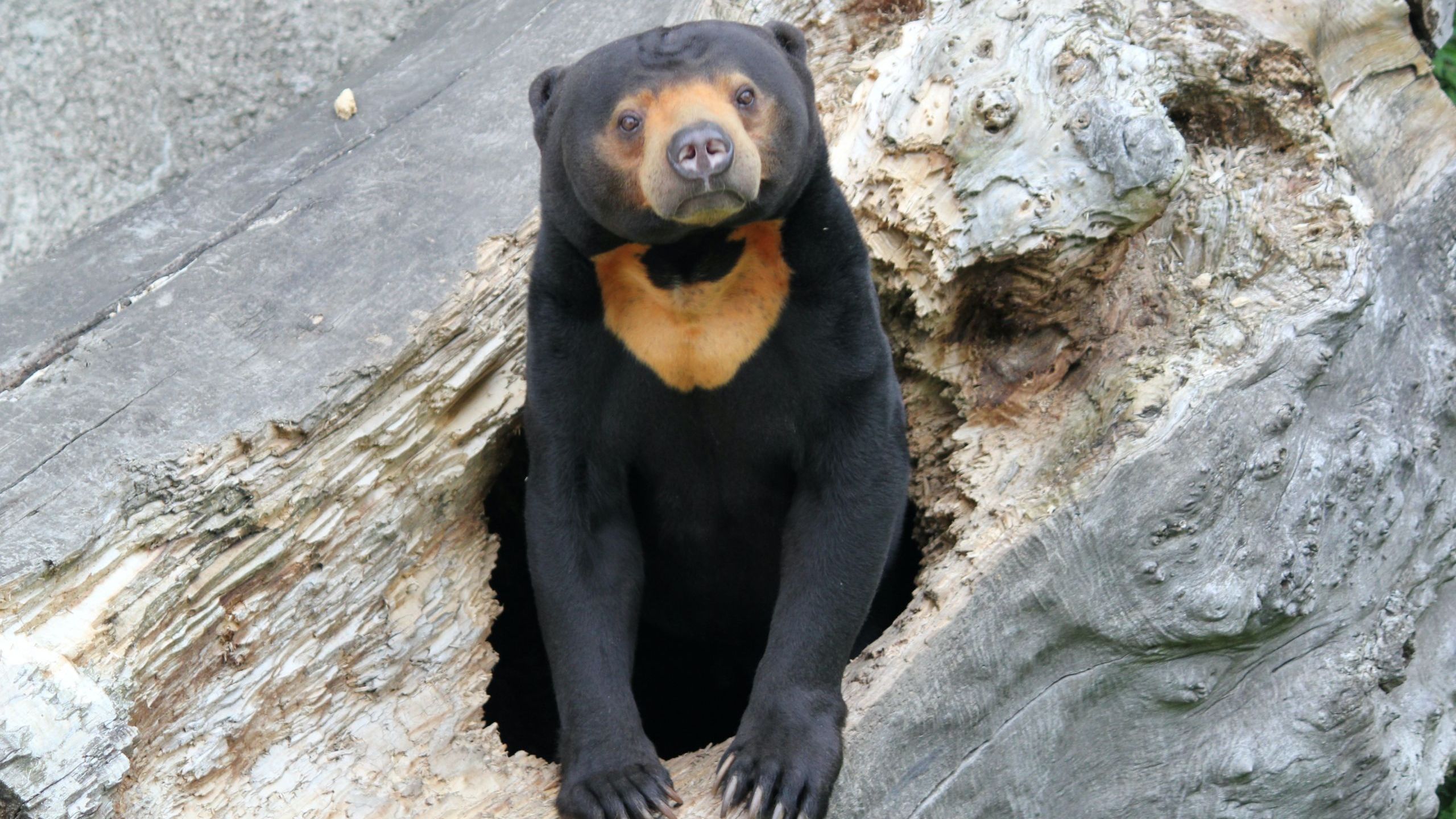 <p>Sun Bear</p>