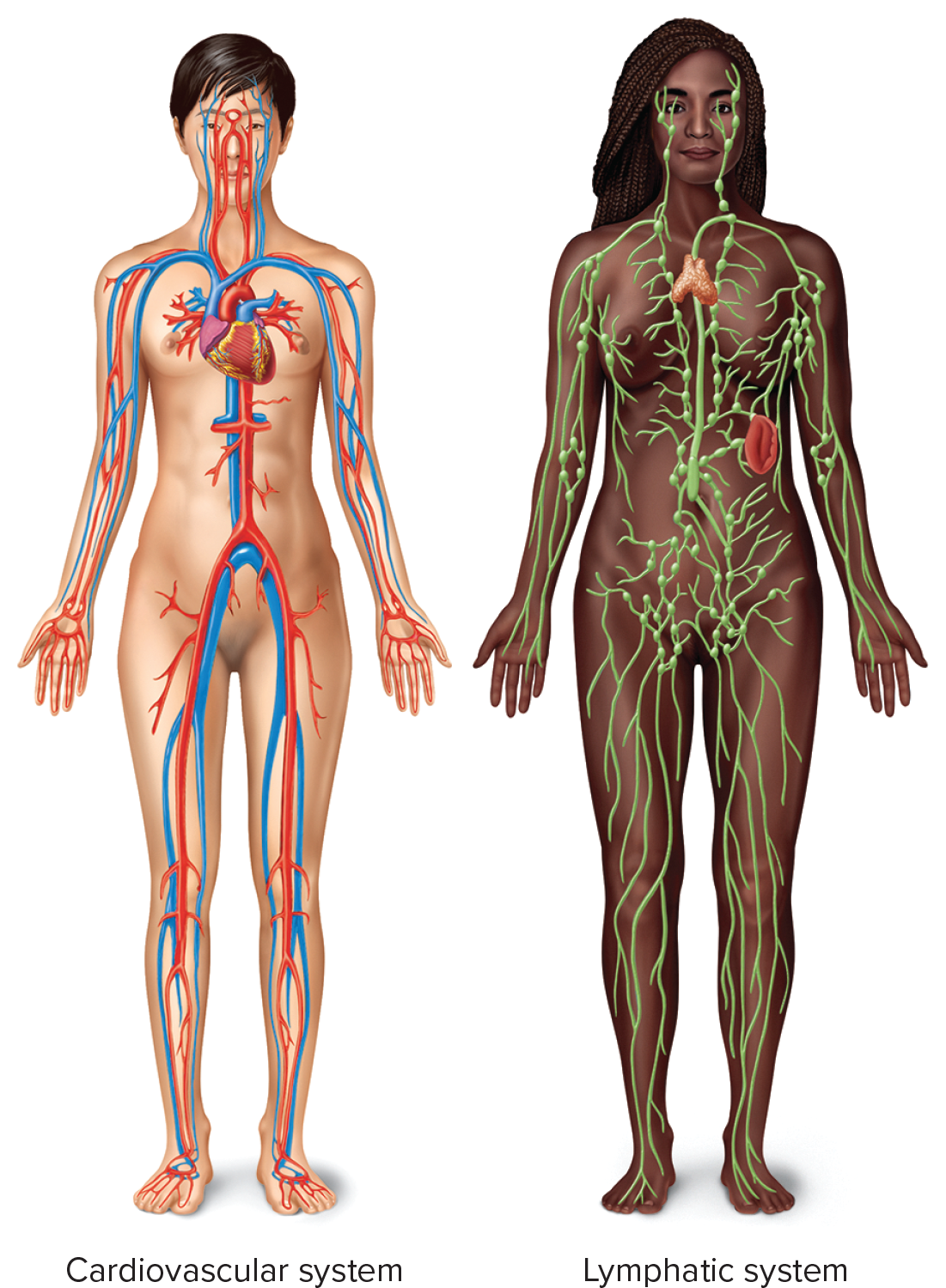 <p>Organ system consisting of the heart and blood vessels.</p>
