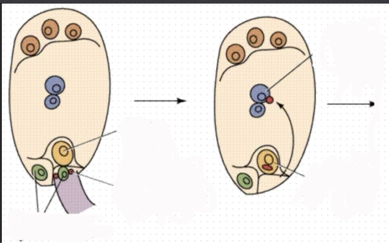 <p>Fill in the Blank (Embryonic Sac structure edition): Click on the picture</p><p></p>