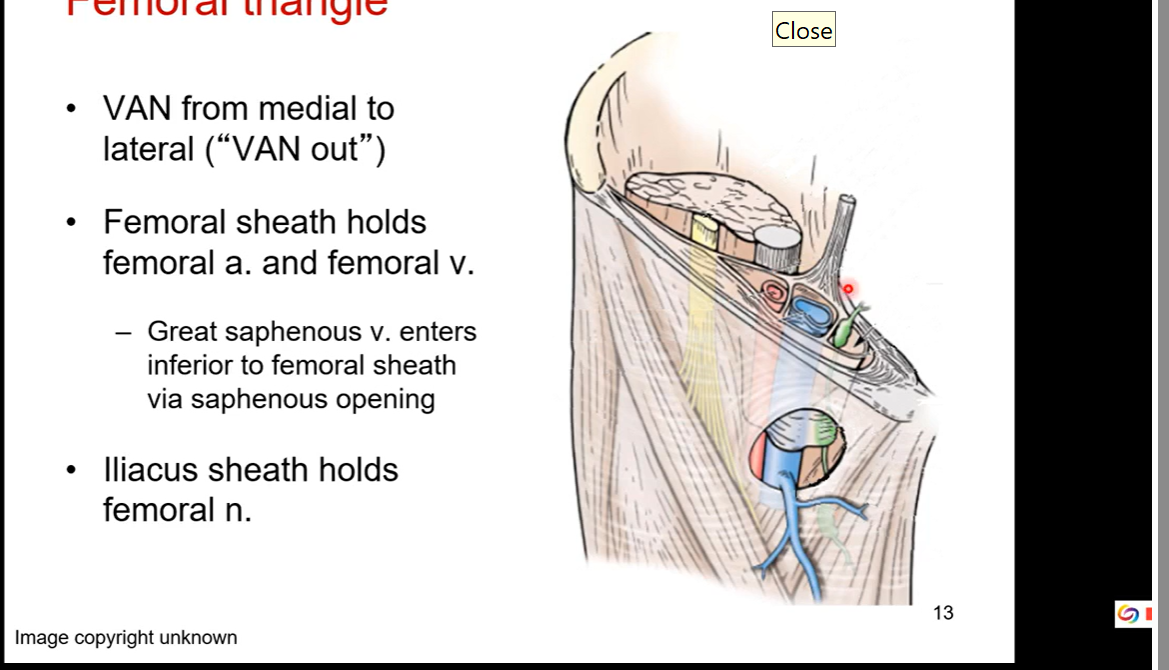 <p>VAN from medial to lateral ( VAN out; VAN outwards from medial to lateral)</p><p>femoral sheath holds femoral artert and femoral veins together</p><p>greater saphenous veins enters inferior to femoral sheath via saphenous opening</p><p>Iliacus sheath holds femoral nerve</p><p></p>