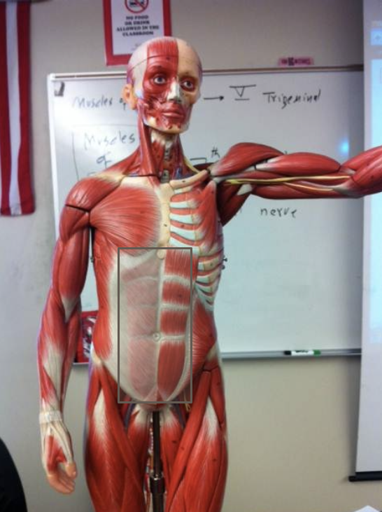 <p>What covers the Rectus Abdominis? </p>