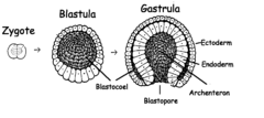 gastrula