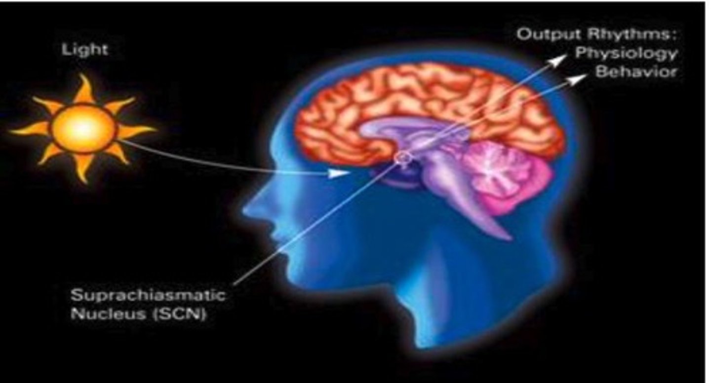 <p>A subnucleus of the hypothalamus involved in circadian rhythms.</p>