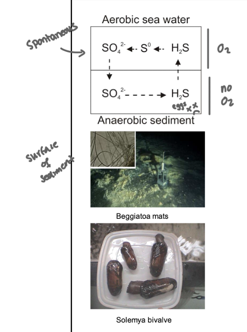 <p><strong>They are found at interfaces between anaerobic sediment and aerobic water.</strong></p><ul><li><p>Often they form <strong>dense mats to stabilise the interface and avoid mixing of aerobic and anaerobic layers e.g.<em> Beggiatoa</em></strong></p></li><li><p>Symbiosis with bivalves that burrow or move - crossing the anoxic-oxic interface</p><img src="https://knowt-user-attachments.s3.amazonaws.com/2823bd13-8d4a-450e-ab24-1e9b6f92a608.png" data-width="50%" data-align="center"></li></ul><p></p>