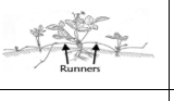 <p>Runners</p>
