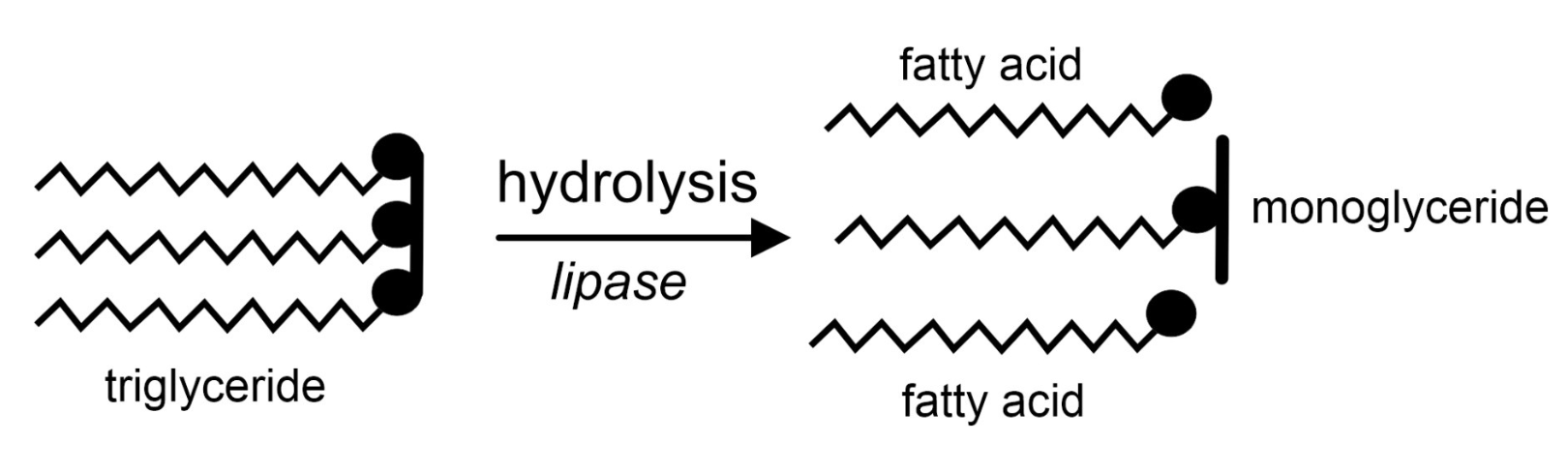 <p>Fat is digested through hydrolysis by lipase. It hydrolyses triglycerides to monoglycerides and free fatty acids.</p>