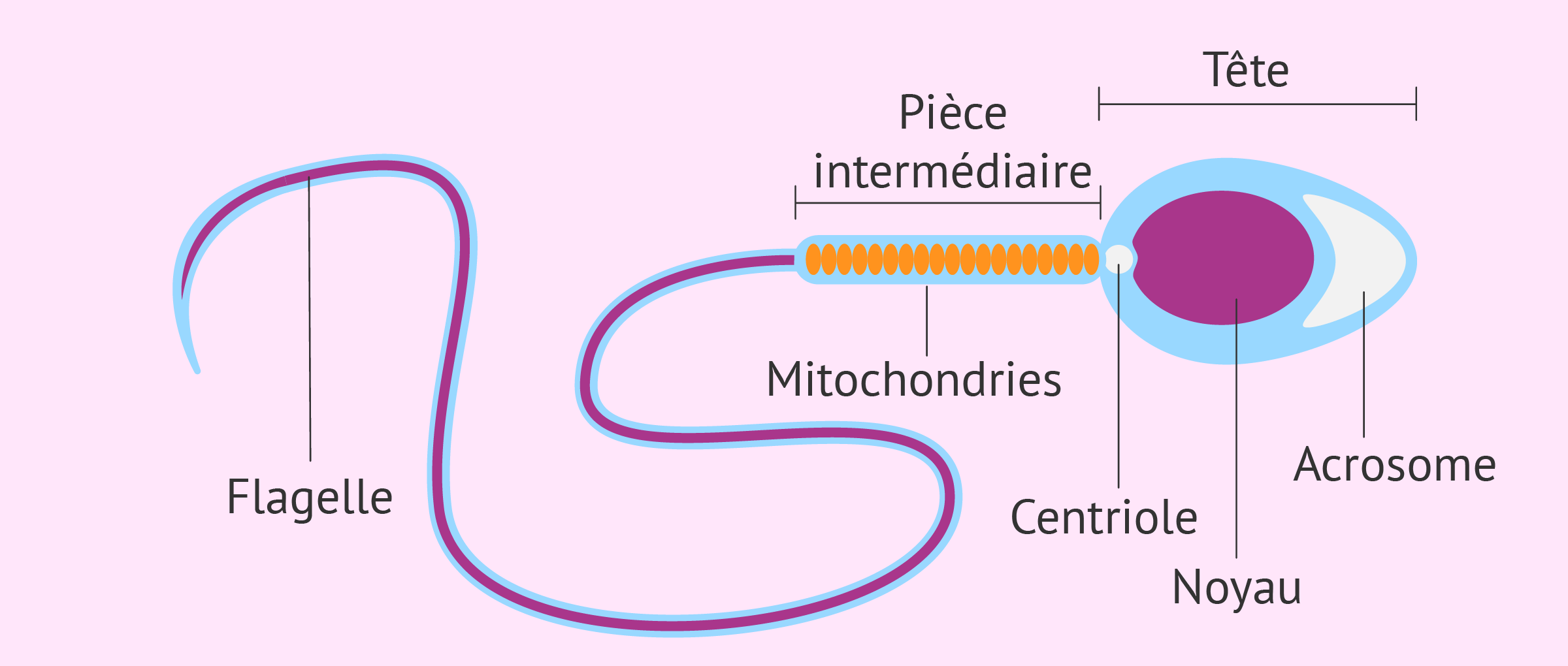 <ol><li><p>tête → contient le noyau (ADN) et l’acrosome (sac banane rempli d’enzymes)</p></li><li><p>pièce intermédiaire → synthèse d’ATP</p></li><li><p>flagelle → permet de se déplacer (après avoir passer par l’épididyme) </p></li></ol>