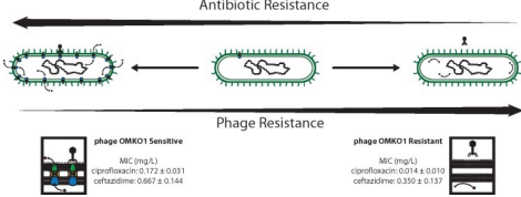 <p>Choosing phage that force trade-offs</p>