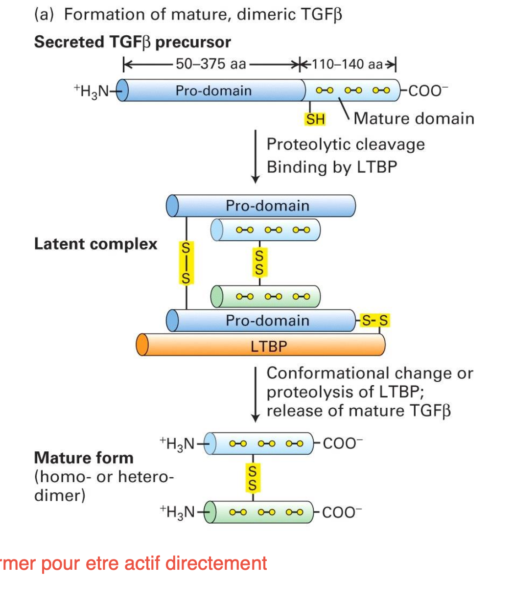 <p>libération du dimère TGF-ß avec le clivage protéolytique de la protéine LTBP dans le milieu extracellulaire à cause d’un changement local de pH e.g. lors d’une inflammation.</p>