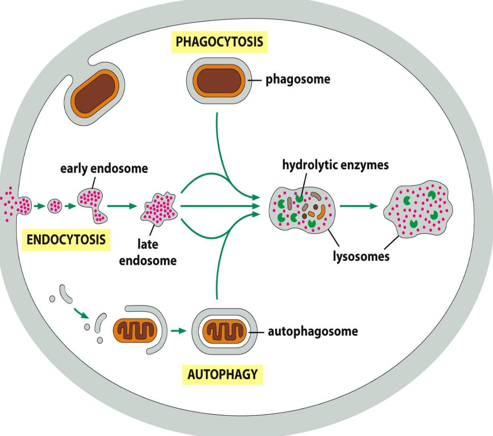 <p><span><span>There are two means of endocytosis and degradation. The first one being phagocytosis and the other Pinocytosis. Pinocytosis is also broken down in ordinary pinocytosis and receptor mediated endocytosis (RME).</span></span></p>