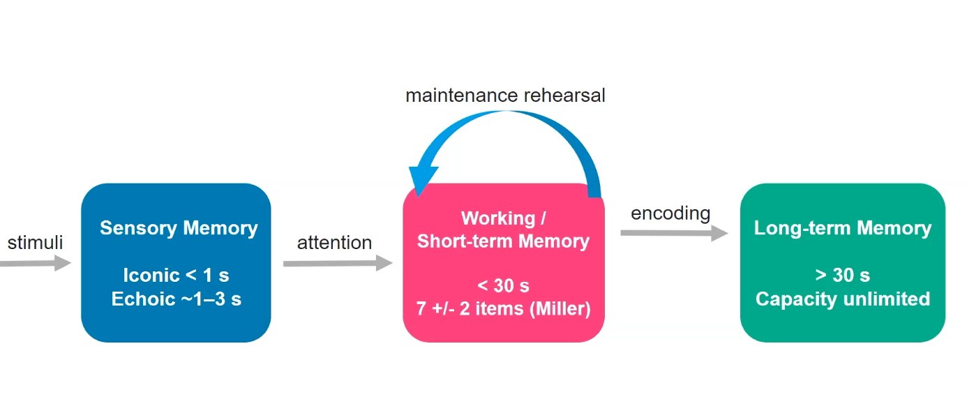 <p><em>stimuli </em>→</p><p>Sensory Memory (Iconic &lt; 1s) (Echoic1-3s) →</p><p><em>attention→</em></p><p>Working/ Short-term Memory (30s) (7±2 items)</p><ul><li><p>Miller</p></li><li><p>maintenance rehearsal</p></li></ul><p><em>encoding →</em></p><p>Long-term memory 30s</p><ul><li><p>capacity is unlimited </p></li></ul>