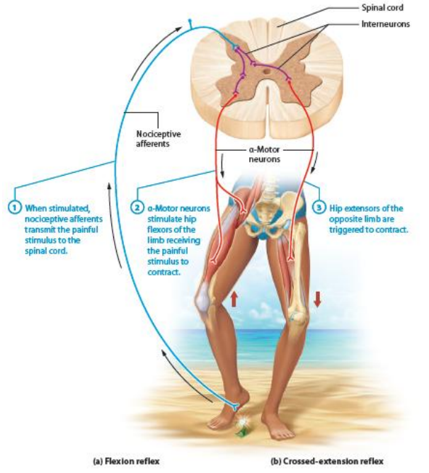 <p>Serve para manter a estabilidade do corpo em resposta a um estímulo.</p><p>As fibras sensitivas na pele detetam a dor e enviam informação à medula espinhal que estimula 2 interneurônios excitatórios: </p><p>1- os alpha motores do quadricipete</p><p>2- os alphamotores dos isquitibiais da outra perna</p>