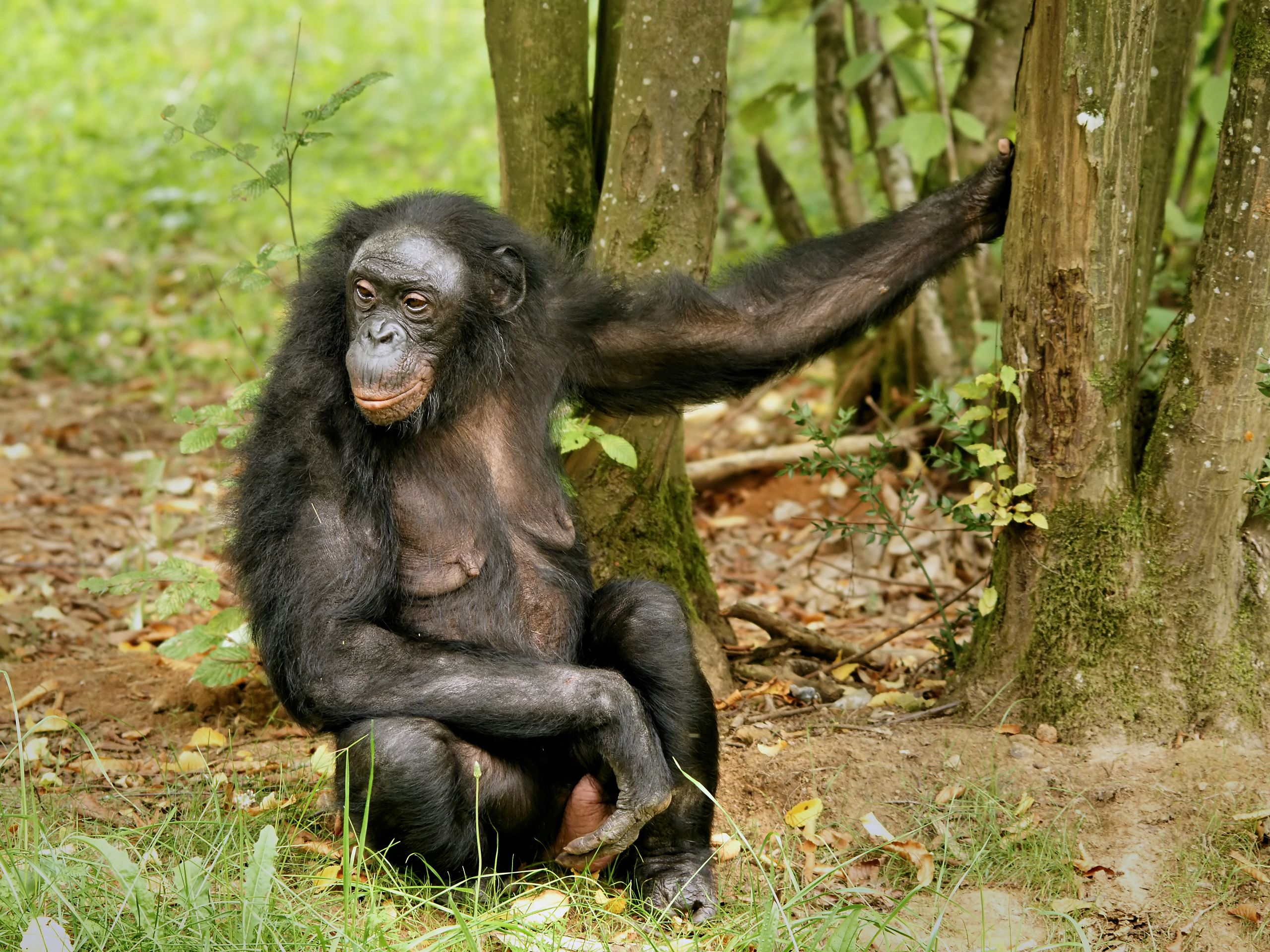 <p>Bonobo</p>