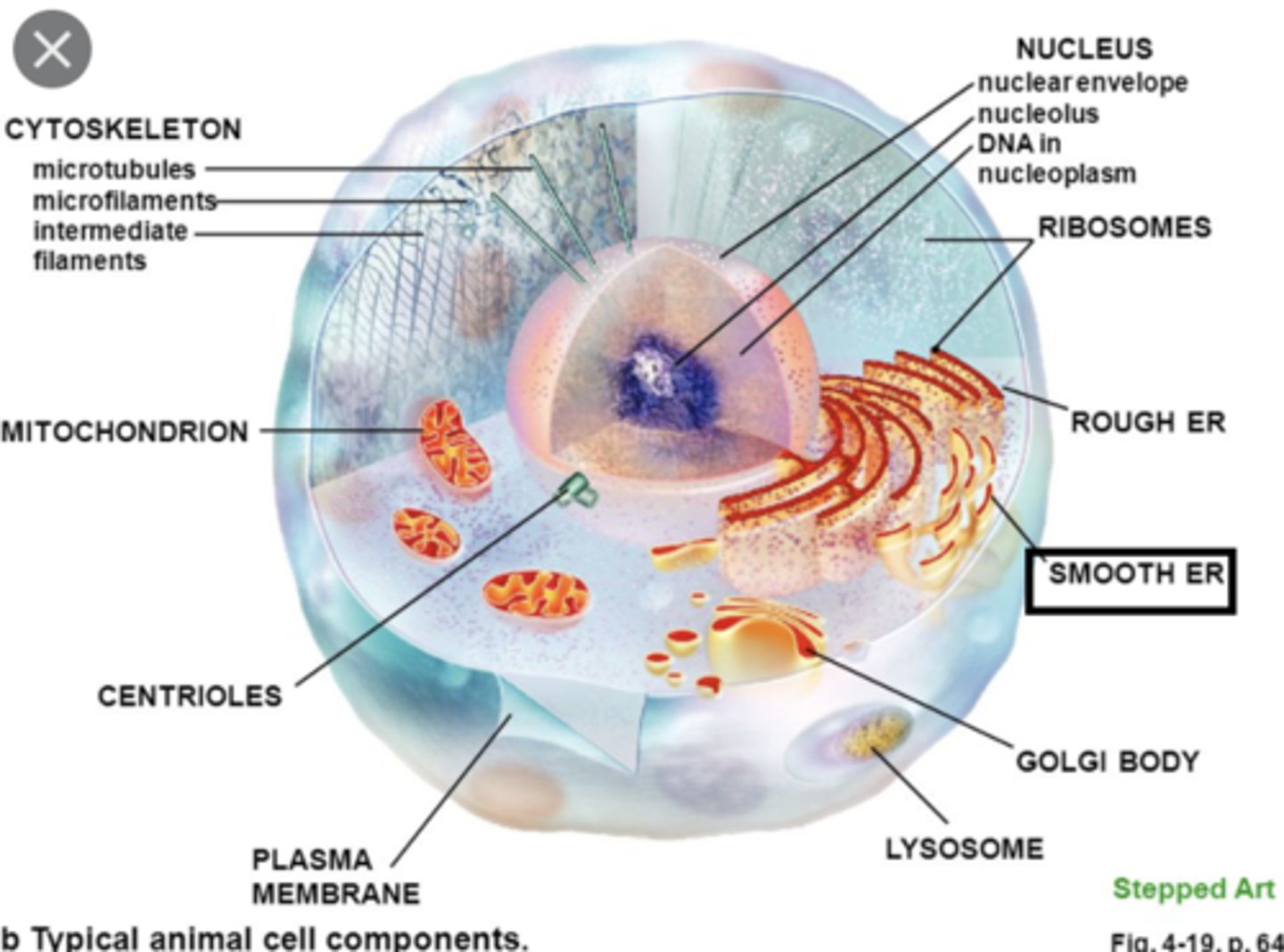 <p>- lacks ribosomes and is the site of lipid synthesis and hydrolysis of alcohol &amp; drugs</p><p>- stores Ca2+ ions in muscle cells</p>