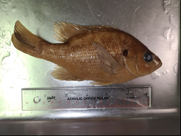 <p>What is the taxonomy, common name, and scientific name of this fish?</p>