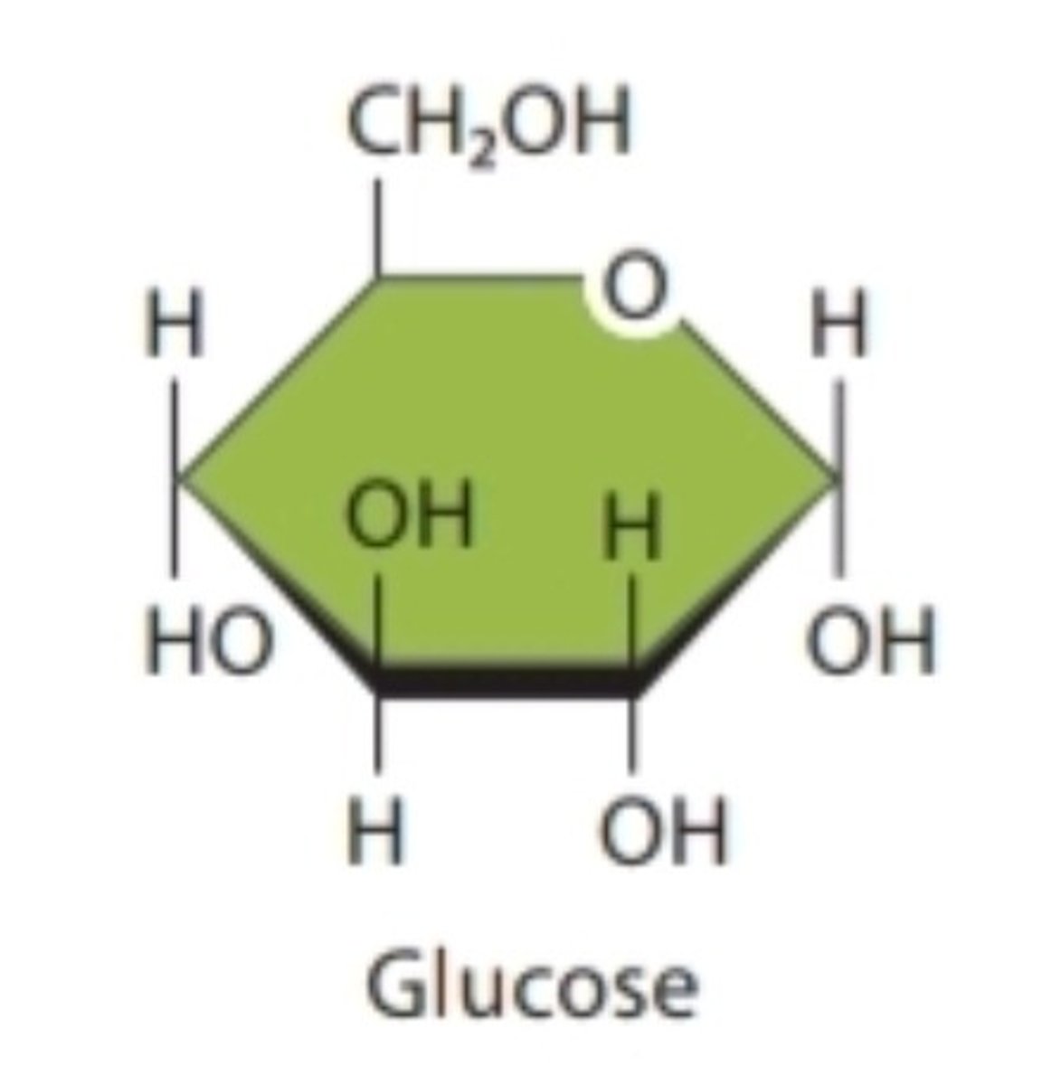 <p>Monomer of carbohydrate; primary nutrient that provides energy to cells (glucose)</p>