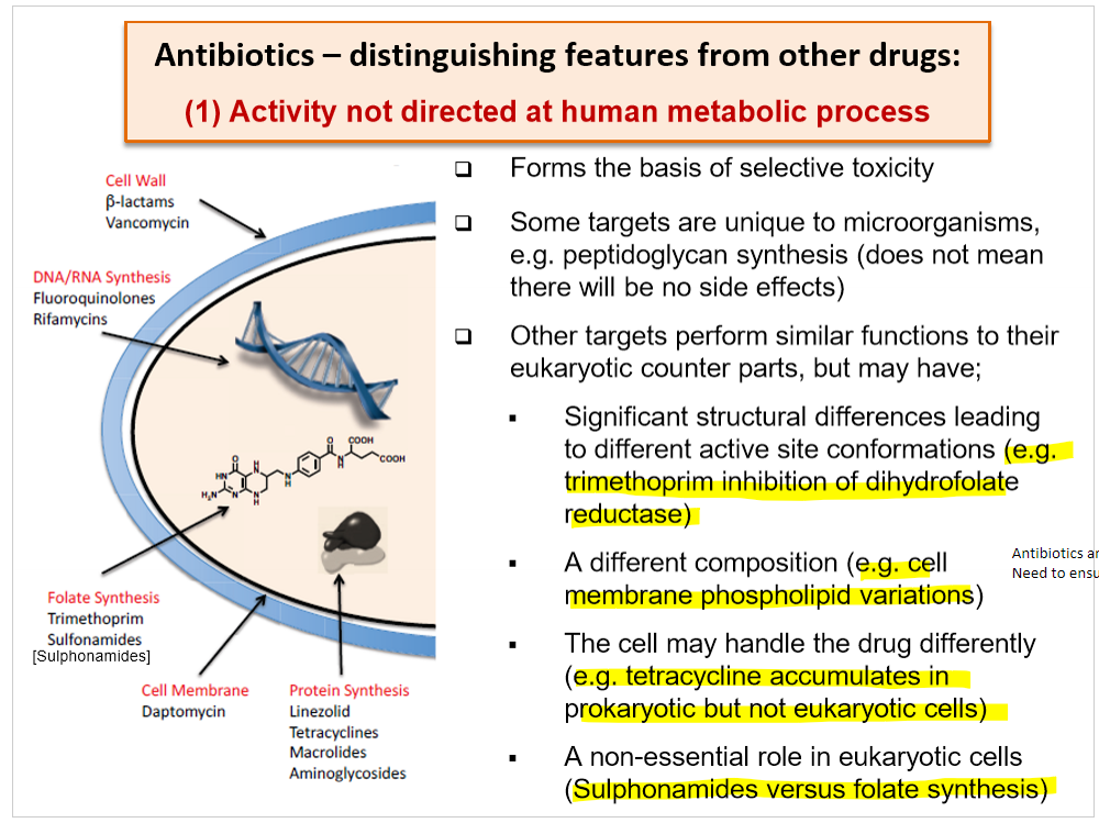 <ul><li><p>it has selective toxicity</p></li><li><p>attacks the mircroorganism</p></li><li><p>some targets are unique to the microorganism e.g. peptidoglycan synthesis</p></li><li><p>other targets perform similar functions as those in eukaryotes but may have: significant structural differences leading to different active site conformations, different composition e.g. phospholipid, the cell may handle the drug differently, it may have a non-essential role in eukaryotic cells</p></li><li><p>this does not mean that there will not be side effects to the patient</p></li></ul><p></p>
