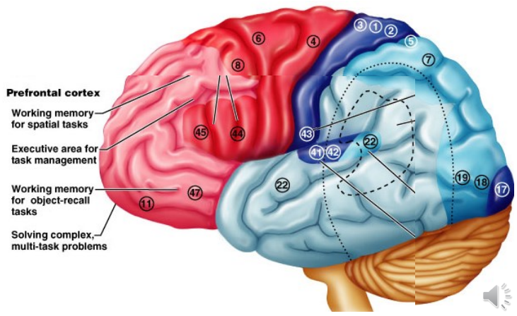 <ul><li><p class="">Cognition &amp; learning</p></li><li><p class="">Executive functioning</p></li><li><p class="">Social skills &amp; mood</p></li><li><p class="">Mental flexibility &amp; empathy</p></li><li><p class="">Conscience &amp; judgment</p></li><li><p class="">Personality &amp; impulse control</p></li><li><p class="">Long-term planning</p></li></ul><p></p>