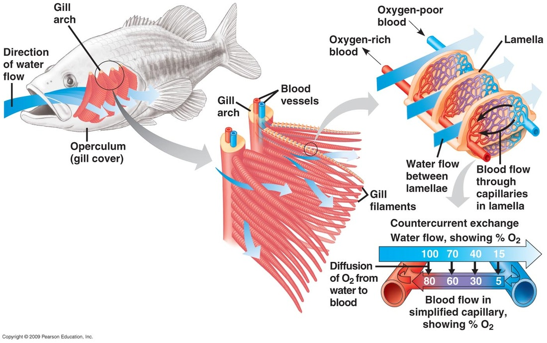 <p>is maintained by the flow of water in through the mouth and out through the gill slits, as well as the flow of blood through capillaries surrounding the gill filaments which carry oxygen to the body and return carbon dioxide to the water </p>