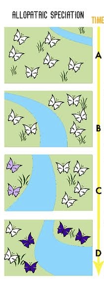 <p>A physical barrier (or simply a smaller population being separated from the main group) that geographically isolates populations, which prevents gene flow → example: natural disasters</p>