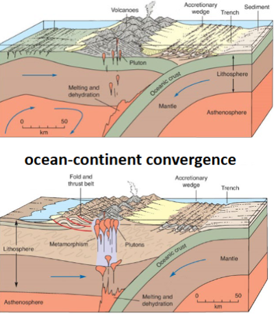 <ul><li><p>Ocean-Ocean convergence</p><ul><li><p>Accretionary wedge, sediment scraped off the down going slab → developed (folds &amp; thrust)</p></li></ul></li></ul><p></p><ul><li><p>Ocean-Continent convergence</p><ul><li><p>Fold and thrust belt on over-riding plate</p></li></ul></li></ul><p></p><ul><li><p>Continent-Continent convergence</p><ul><li><p>Deformation: High mountain belt forms by folding, foliations, thrust-faulting and doubling of the crustal layers</p></li><li><p>Fold and thrust belts either side of the mountain belt</p></li></ul></li></ul><p></p>