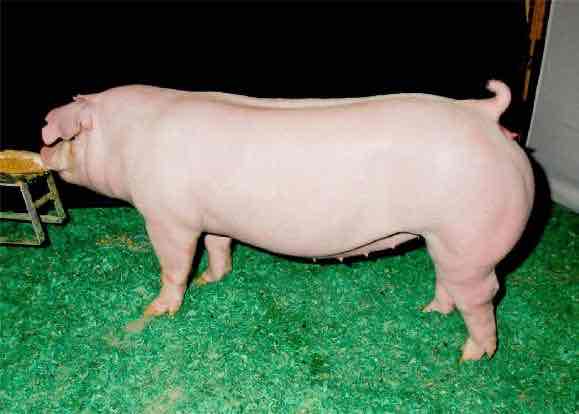 <p>This breed originates in Chester, Pennsylvania. They have medium sized turned down ears and are white</p>