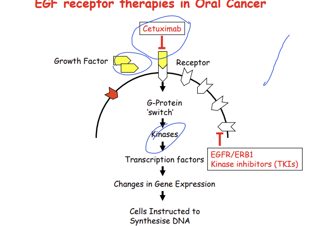 <p>bind to the tyrosine kinase domain in the EGFR and stop the activity of EGFR</p><p>epidermal growth factor </p><p>erlotinib and gefitinib</p>
