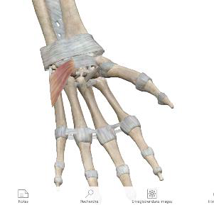 <p>Court palmaire</p>