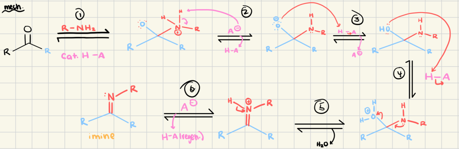 <p>1° amine nucleophile</p>