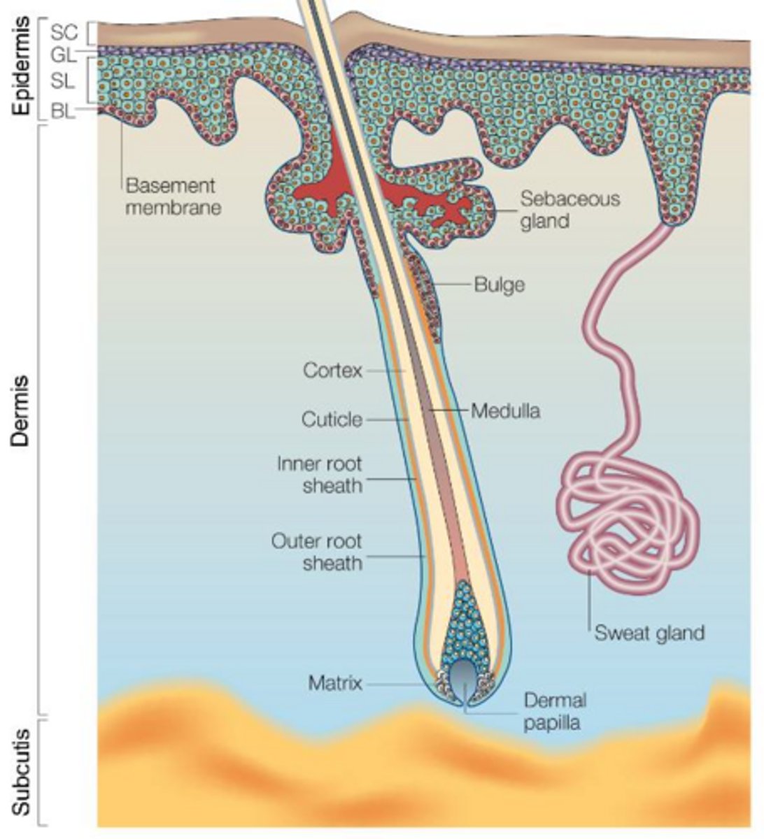<p>They are found in the basal layer of the epidermis and are responsible for the everyday regeneration of the different layers of the epidermis.</p>