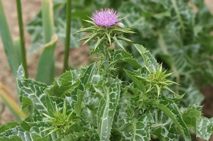 <p>Biological Origin:<strong> Silybum marianum (L.) Gaertn. (Asteraceae)</strong></p><p>Common Name:<strong> <u>Blessed Milk Thistle</u></strong></p><p><u>Part used: </u><strong><u>seeds, fruits</u></strong></p><p>Medicinal use:</p><ul><li><p><strong><u>Liver aid</u></strong></p></li><li><p><strong><u>hepatoprotective</u></strong></p></li></ul><p>Secondary metabolites:</p><ul><li><p><strong>Flavonoids</strong></p></li><li><p><strong>Apigenin</strong></p></li></ul>