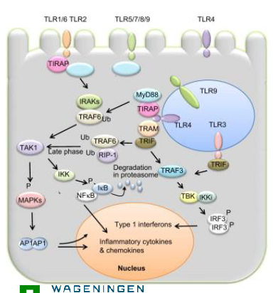 <p>TLR2 activation on intestinal epithelium stimulates production of tight junction proteins</p><p>Barrier function (leaky gut)</p>