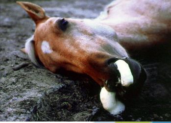 <p>VETERINARY IMPORTANCE : AFRICAN HORSE SICKNESS <br>Pulmonary form </p><p> Most fat__ (mortality up to 95%) </p><p> Clinical symptoms develop within 3-5 days and is sudden </p><p>~ begin with fever followed by congestion of the mucous membranes of the eyes, nose, and mouth </p><p>~ profuse sweat__ , increased respiratory rates, fluid accumulation in lungs </p><p>~ fro__ from nostrils at terminal stage </p><p>~ death occurs within days</p>