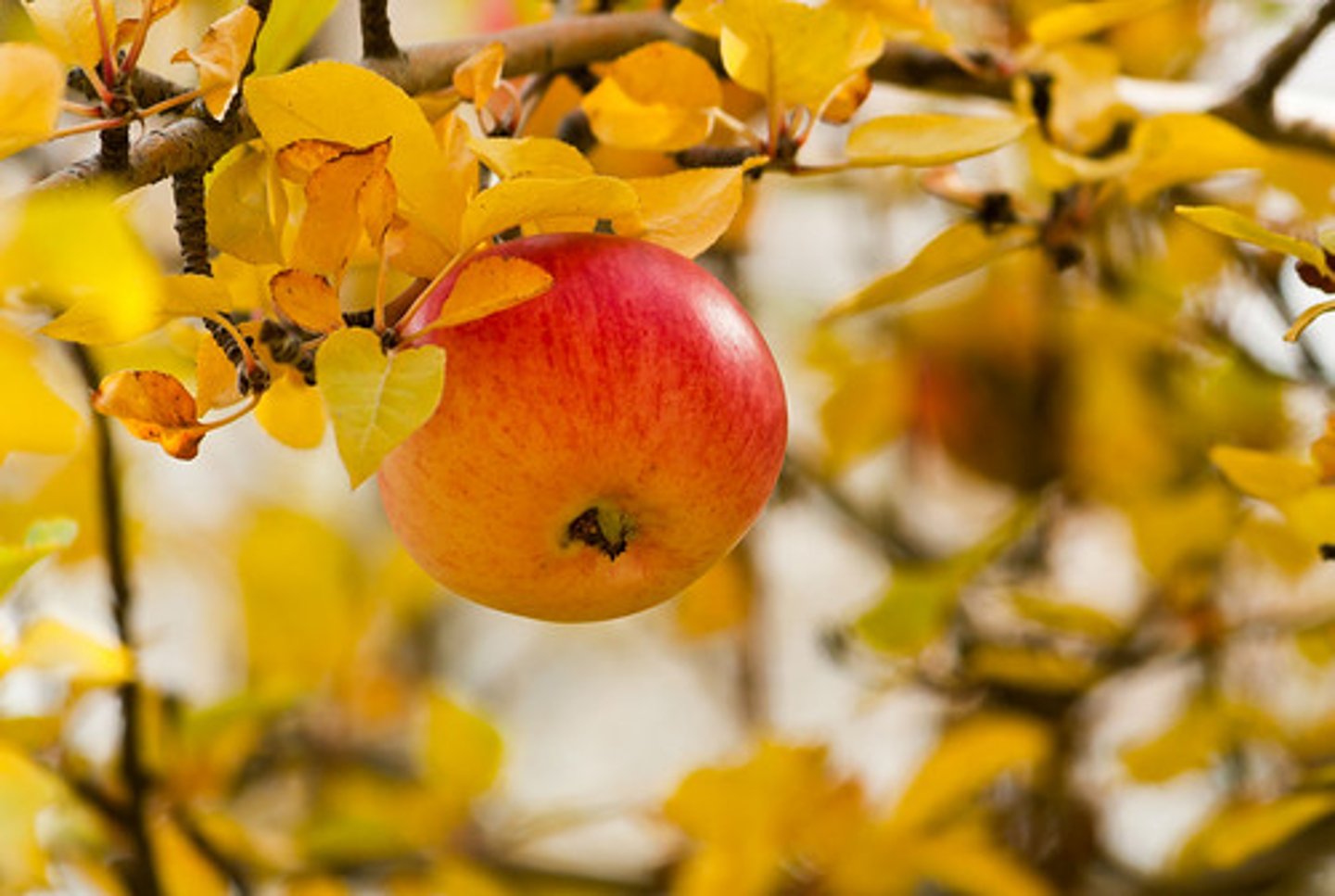 <p>A form of "truck" farming ..., where fruits and vegetables that are in high demand by consumers are intensively grown.</p>