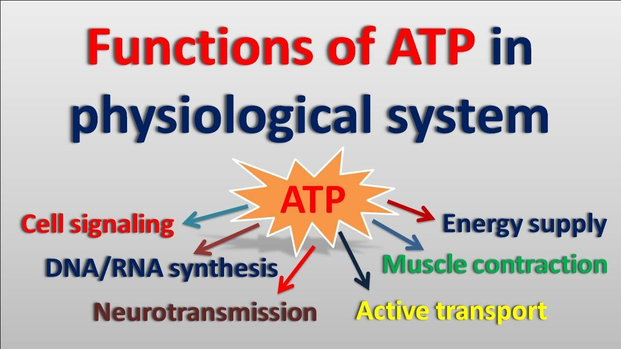 <p>-serves as the primary energy currency, drives enzymatic reactions, powers molecular motors, regulates signaling pathways, and is used in biosynthetic processes like DNA and protein synthesis.</p>