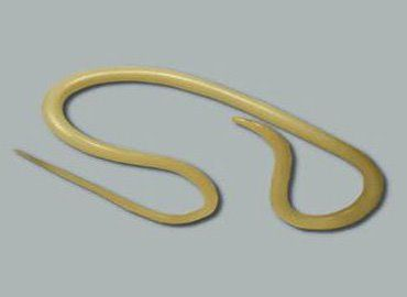 <p><strong>Nematoda (Roundworms)</strong></p>