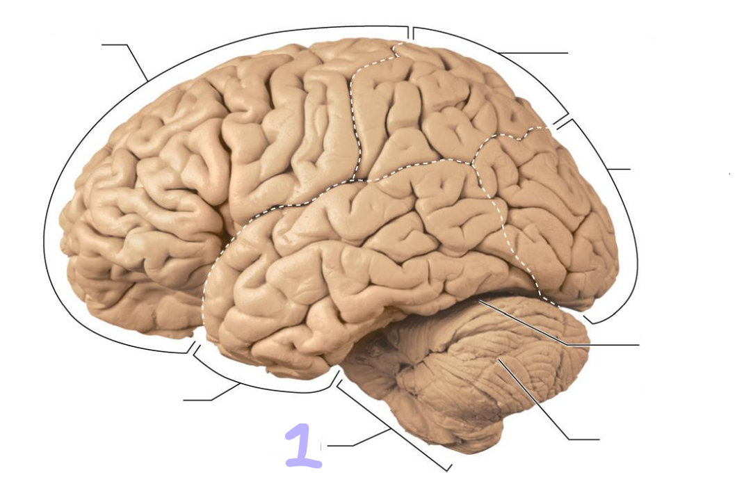 <p>identify this structure</p>