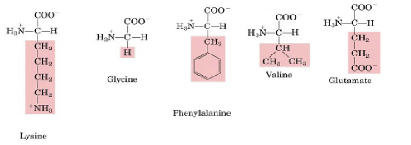 Which of the following amino acids does NOT have D- and L- stereoisomers?