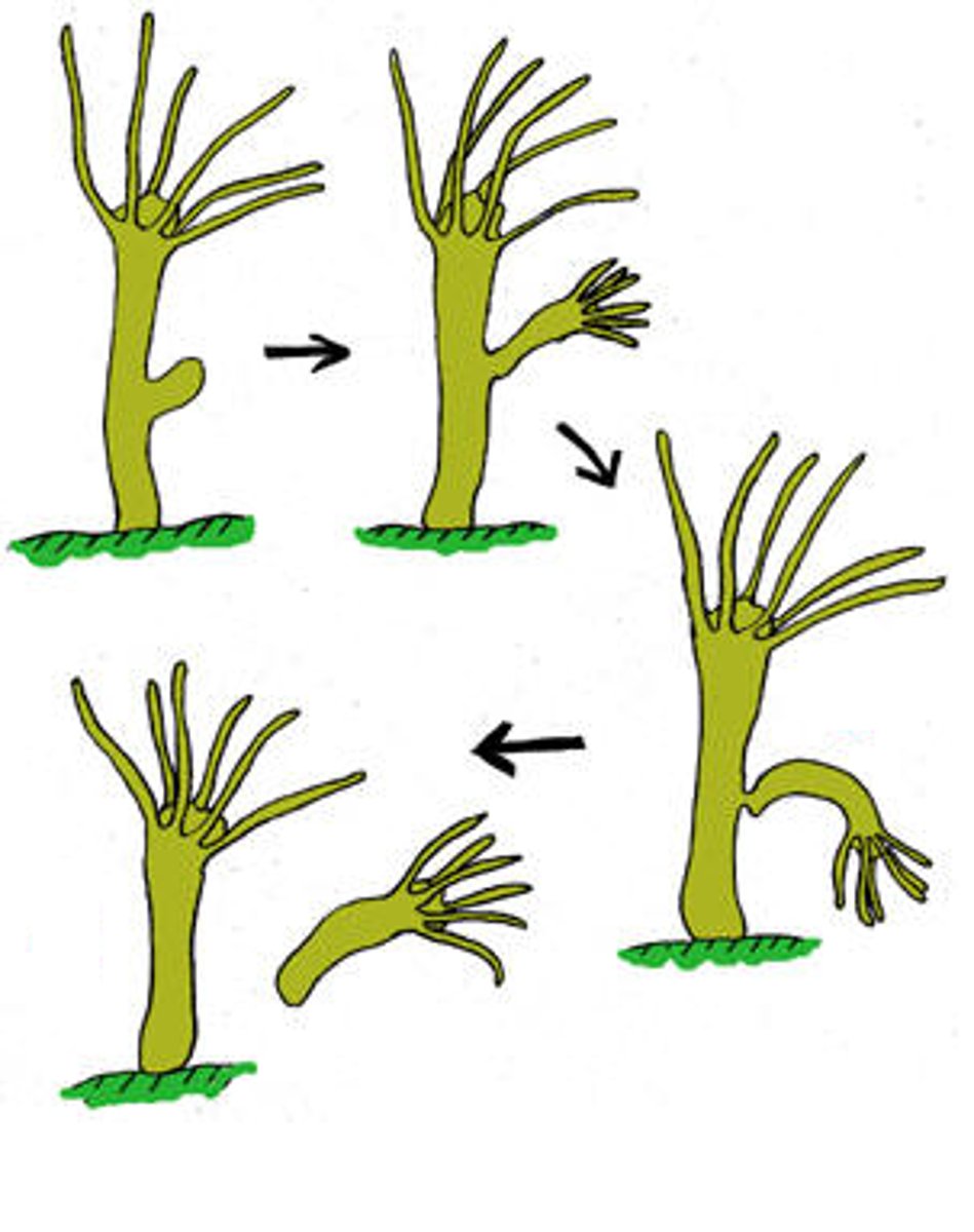 <p>A reproductive process that involves only one parent and produces offspring that are identical to the parent. (pro: can produce a lot of offspring more quickly) (con: less genetic diversity so population more likely to be affected by disease)</p>
