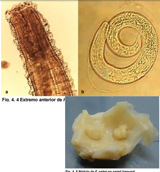 <ul><li><p>localización: superficie de la mucosa de la tráquea, parénquima pulmonar, alveolos y bronquiolos.</p></li><li><p>Huéspedes: perro</p></li><li><p>Es el mas patógeno de los parásitos pulmonares del perro.</p></li><li><p>Ciclo de vida directo</p></li><li><p>Gusanos son pequeños, pálidos y delgados. se encuentra enroscado y la cola termina en forma de lanza</p></li><li><p>M: bursa y espiculas , cola redondeada</p></li></ul>